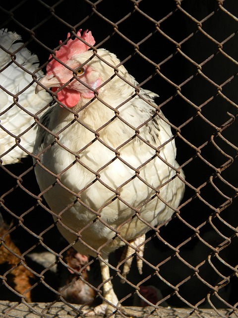 马德里竞技 马德里竞技